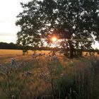 Sonnenuntergang im Spätsommer