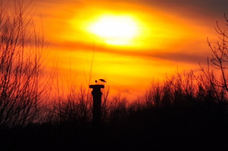 Sonnenuntergang im Storchenland in der Hammer Lippeaue.