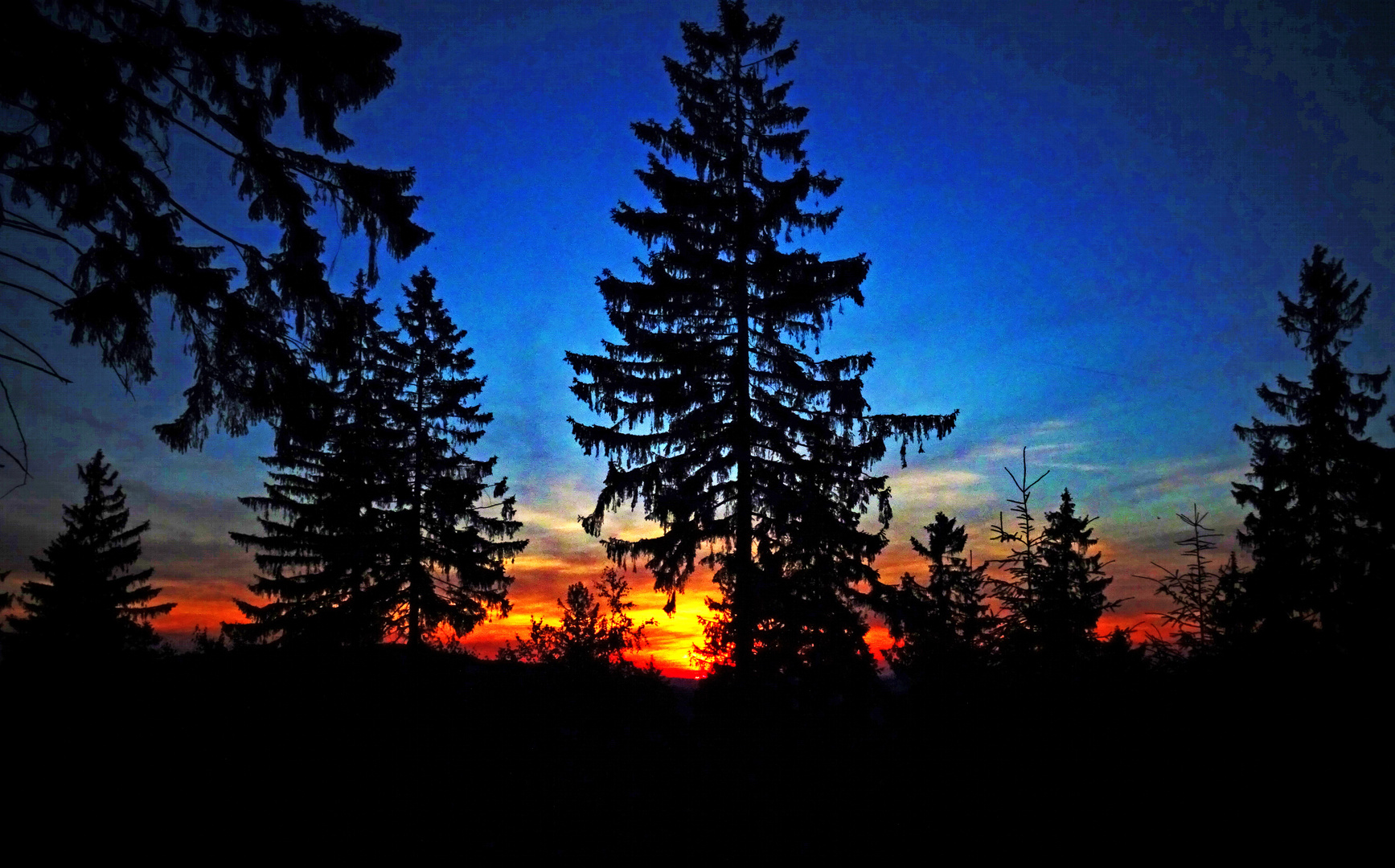 Sonnenuntergang im Tannenwald