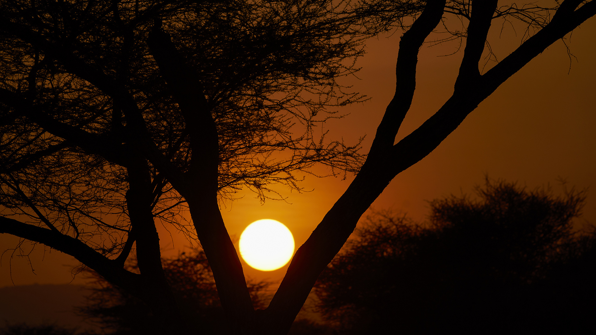 Sonnenuntergang im Tarangire NP