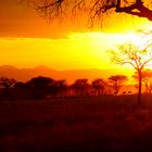 Sonnenuntergang im Tarangire NP / Tansnaia