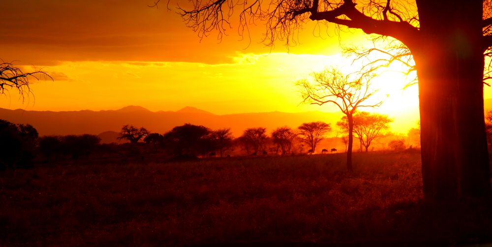 Sonnenuntergang im Tarangire NP / Tansnaia