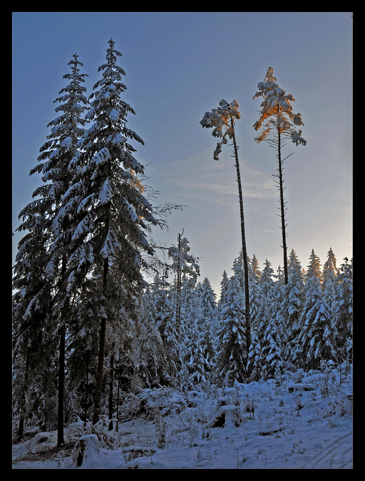 ...sonnenuntergang im tiefen winterwald...