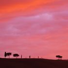 Sonnenuntergang im Val d' Orcia