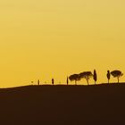 Sonnenuntergang im Val d' Orcia - Toskana