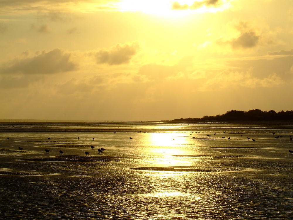 Sonnenuntergang im Vogelparadies Föhrer Wattenmeer