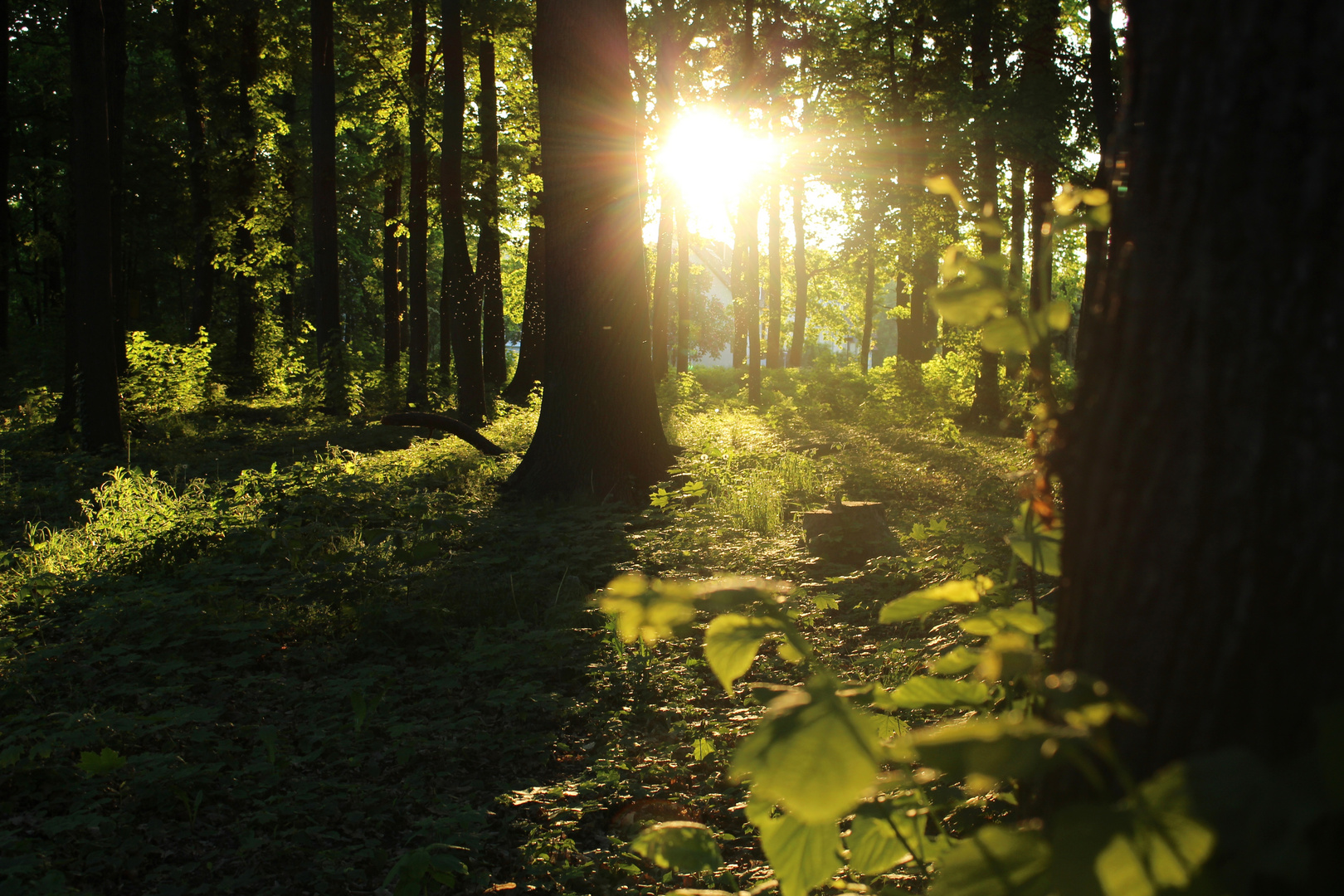 Sonnenuntergang im Wald