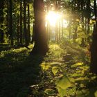 Sonnenuntergang im Wald