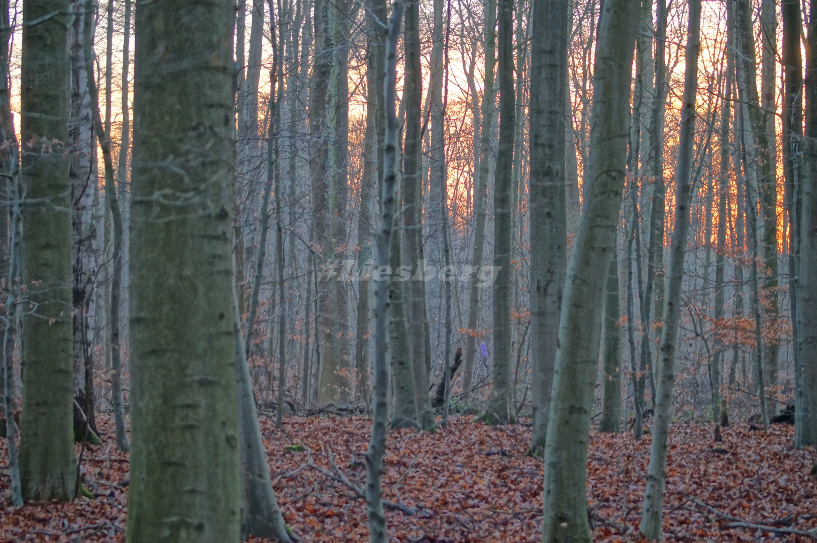 Sonnenuntergang im Wald