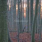 Sonnenuntergang im Wald