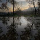 Sonnenuntergang im Wald