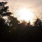 Sonnenuntergang im Wald