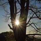 Sonnenuntergang im Wald