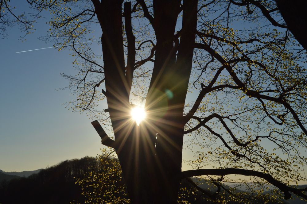 Sonnenuntergang im Wald