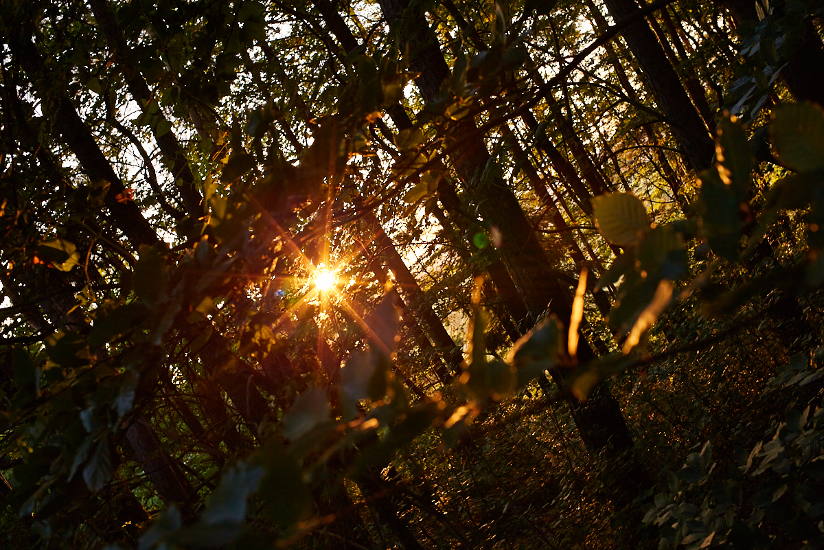 Sonnenuntergang im Wald