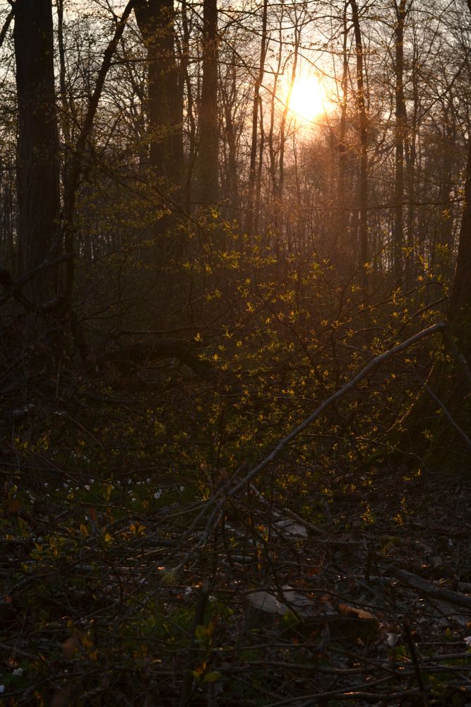 Sonnenuntergang im Wald