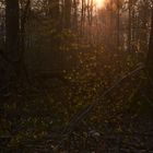 Sonnenuntergang im Wald