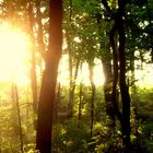 Sonnenuntergang im Wald