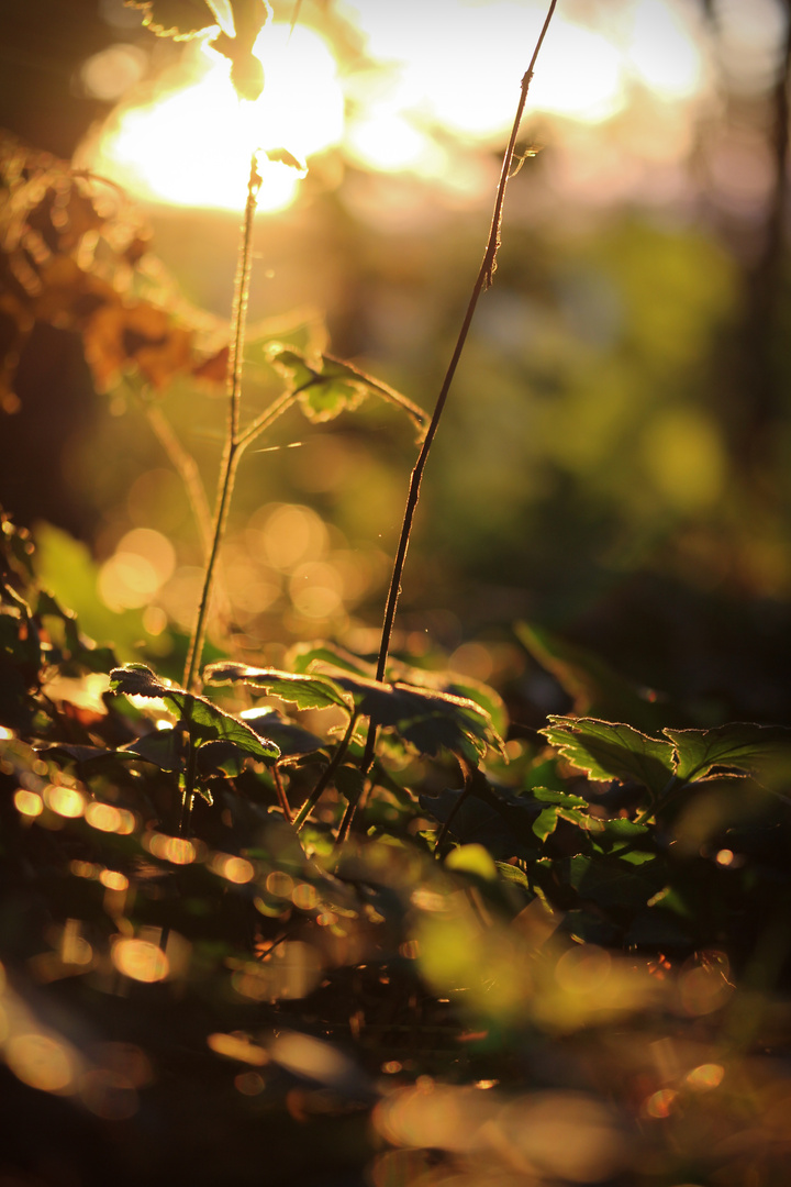 Sonnenuntergang im Wald 