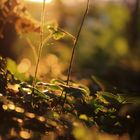 Sonnenuntergang im Wald 