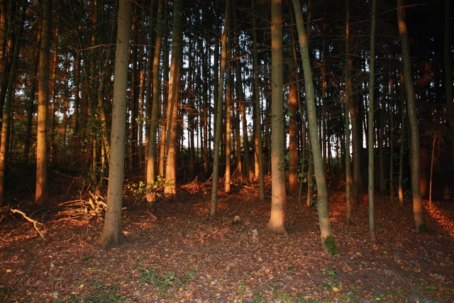 Sonnenuntergang im Wald