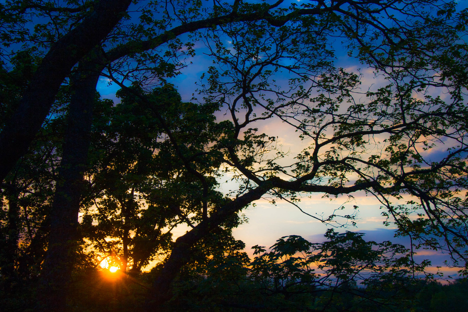 Sonnenuntergang im wald