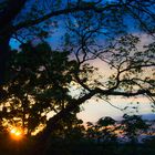 Sonnenuntergang im wald