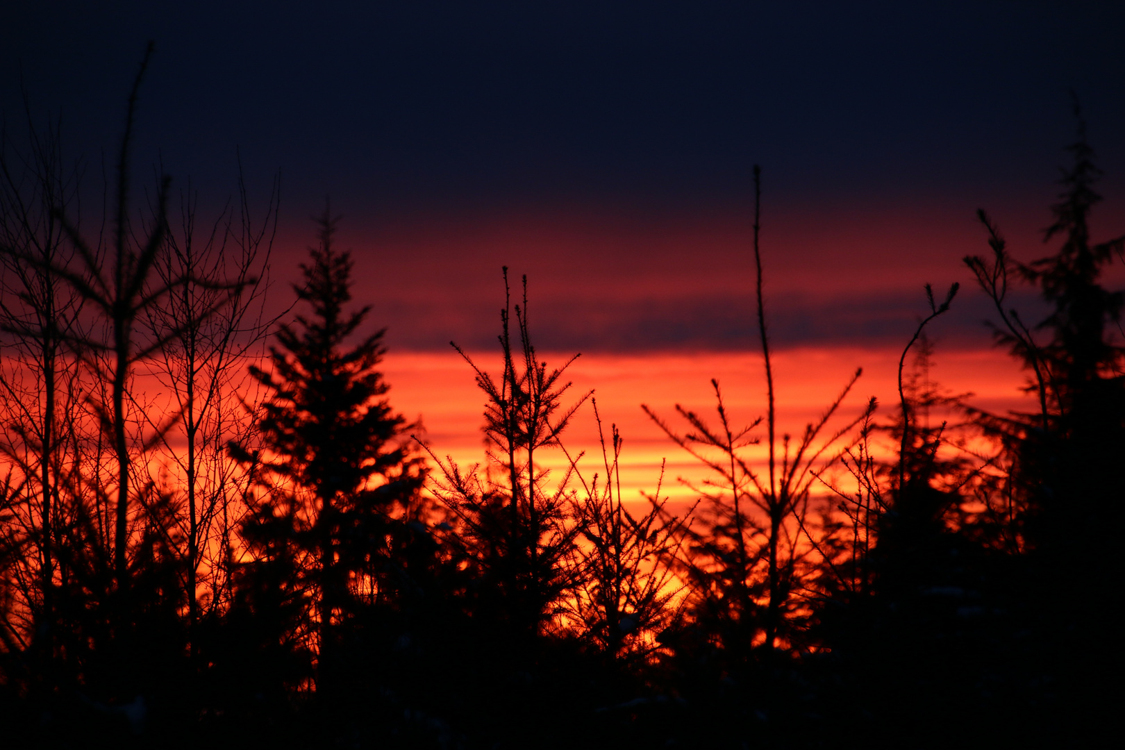 Sonnenuntergang im Wald