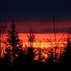 Sonnenuntergang im Wald