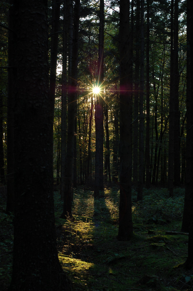 Sonnenuntergang im Wald