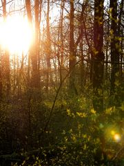 sonnenuntergang im wald