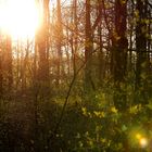 sonnenuntergang im wald