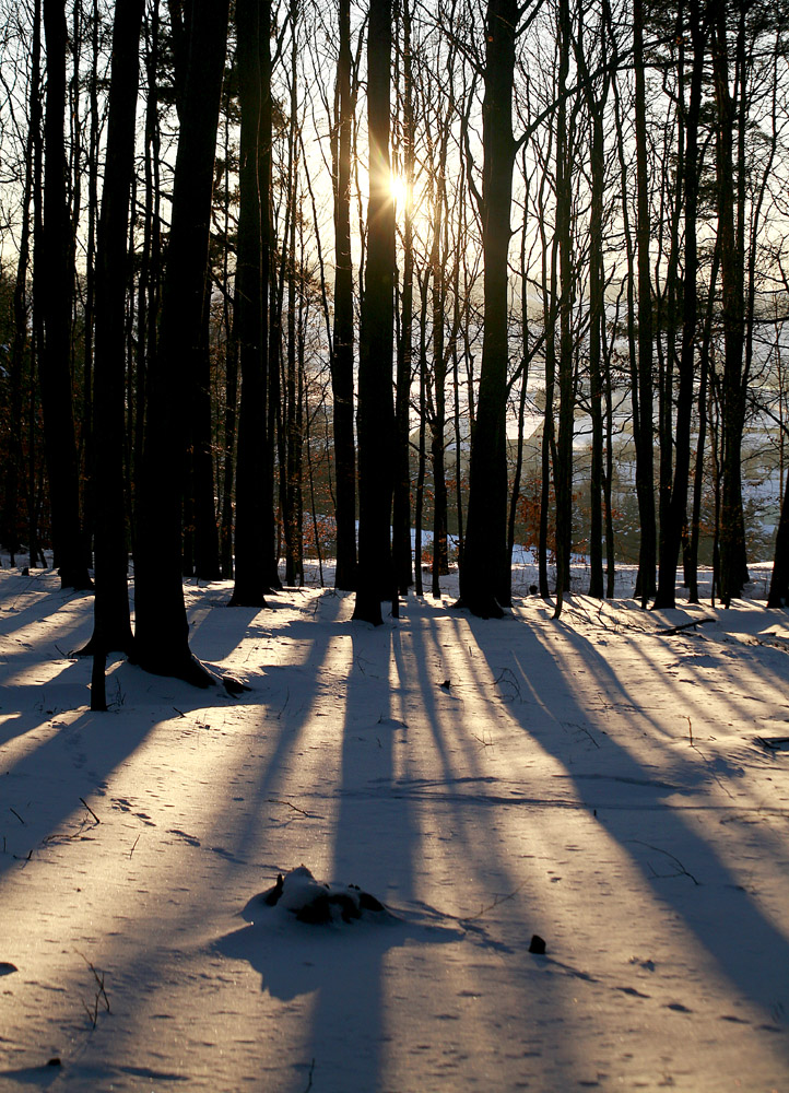 Sonnenuntergang im Wald