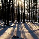 Sonnenuntergang im Wald