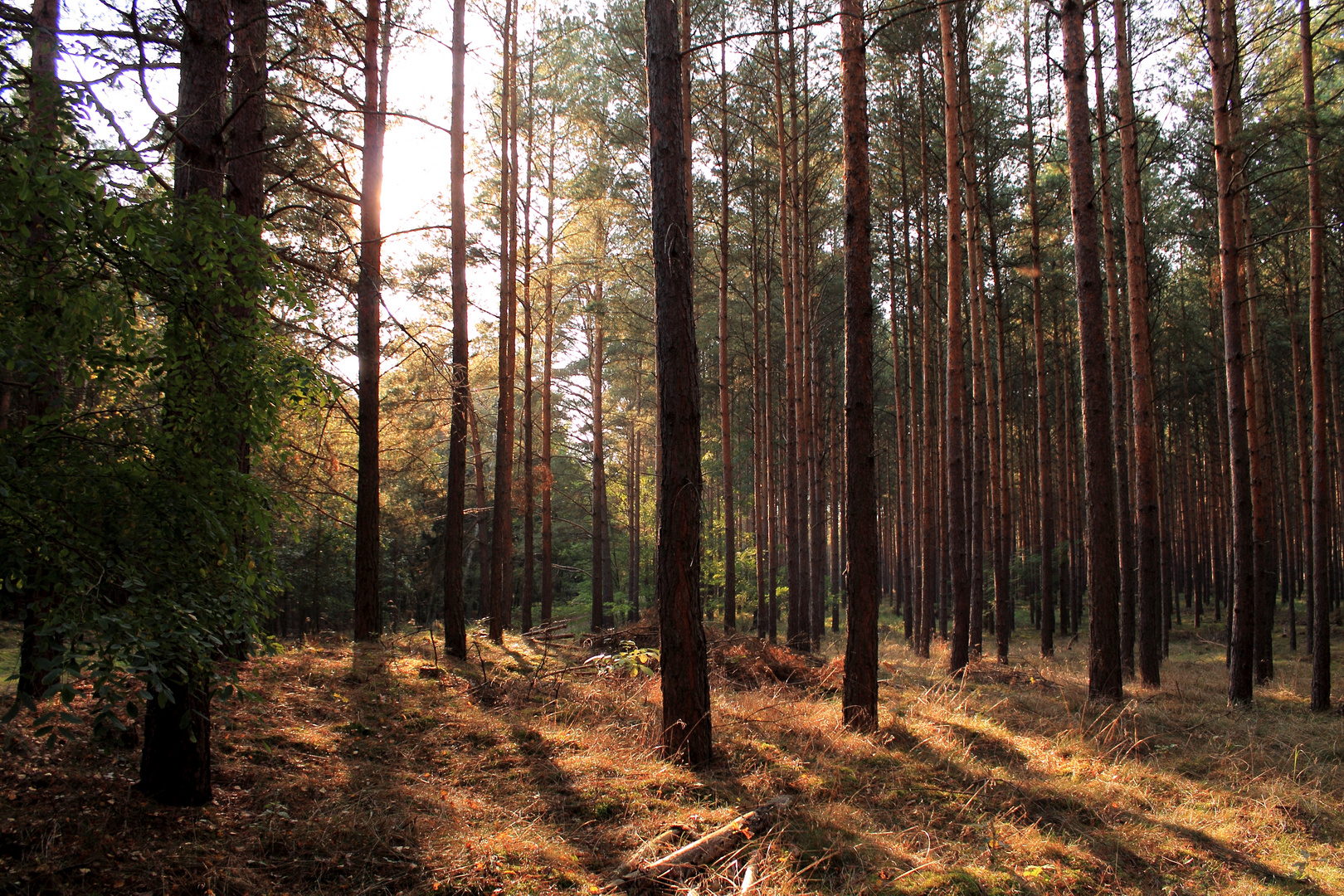 sonnenuntergang im wald