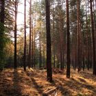 sonnenuntergang im wald