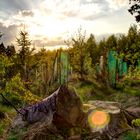 Sonnenuntergang im Wald