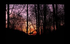 Sonnenuntergang im Wald