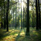 Sonnenuntergang im Wald