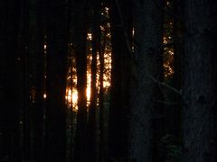 Sonnenuntergang im Wald