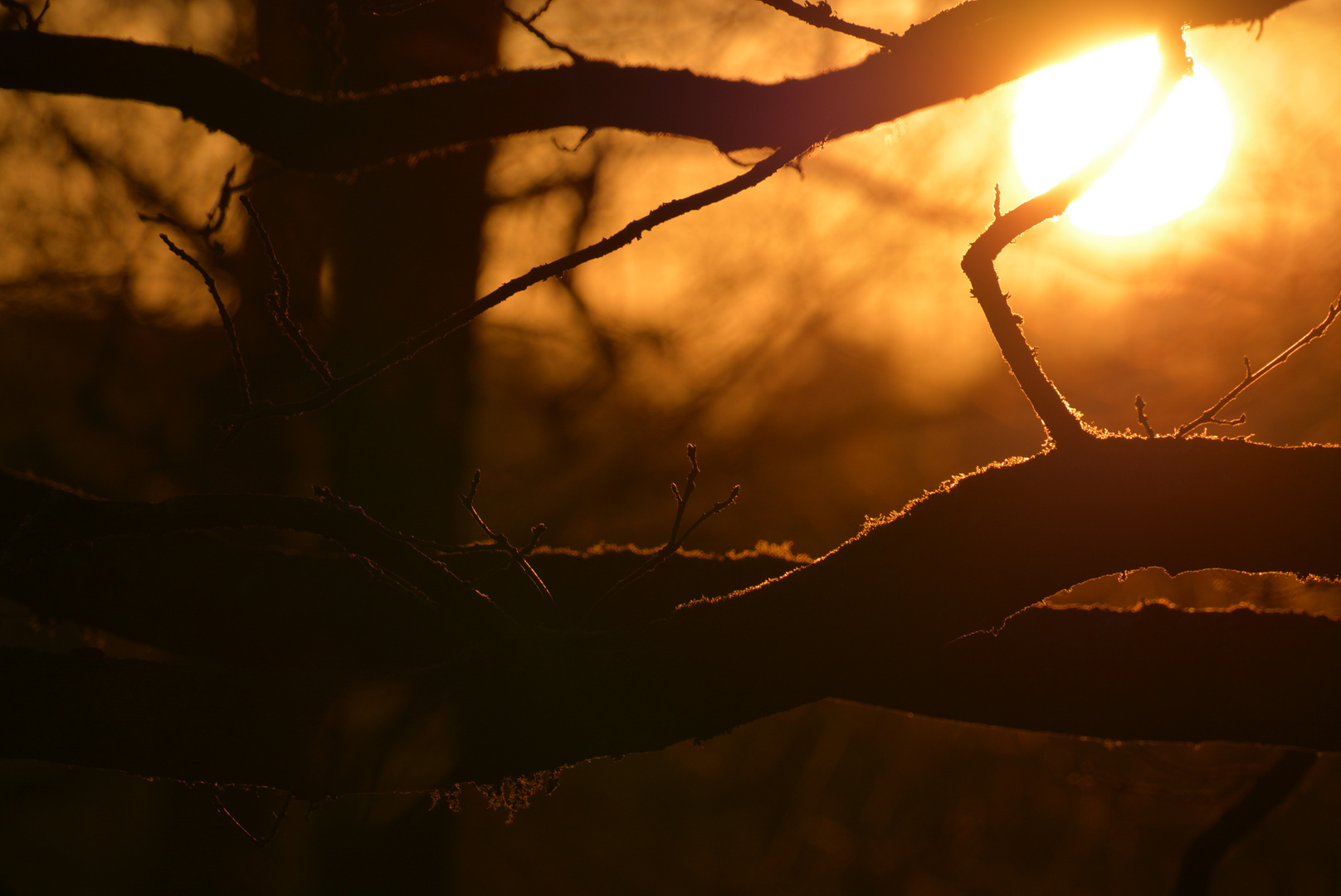 Sonnenuntergang im Wald