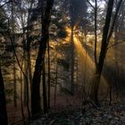 Sonnenuntergang im Wald