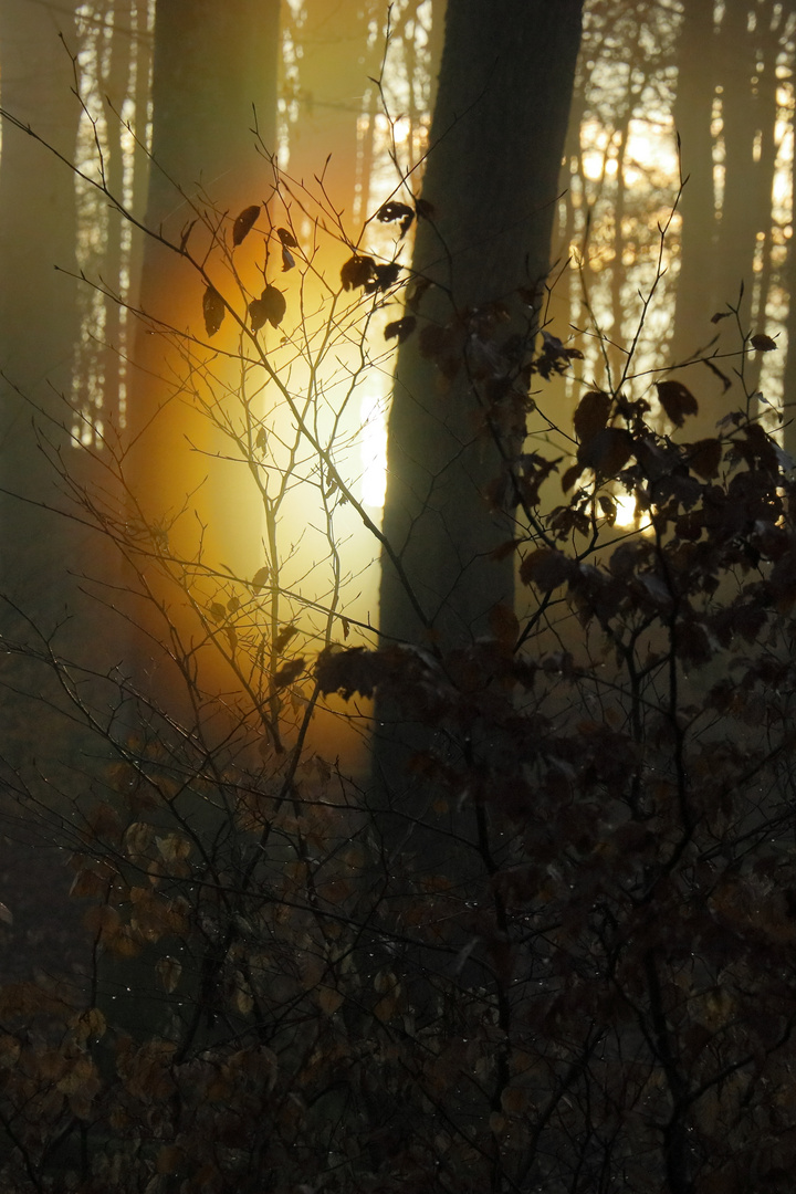 Sonnenuntergang im Wald