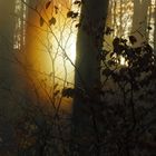 Sonnenuntergang im Wald