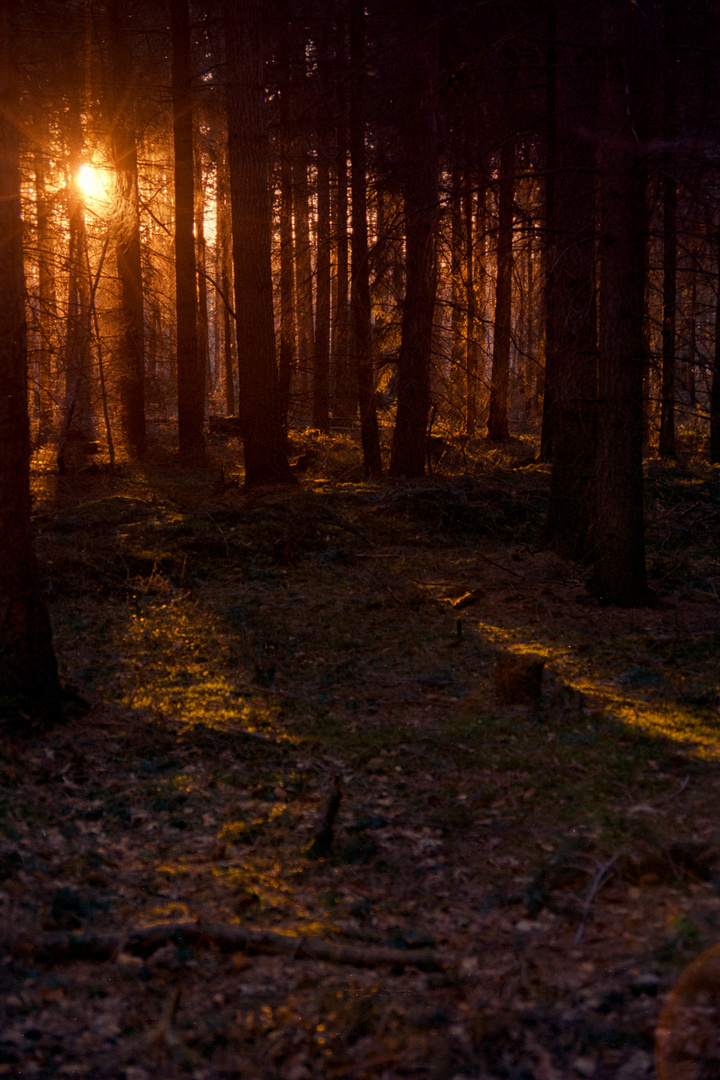 Sonnenuntergang im Wald