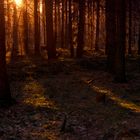 Sonnenuntergang im Wald