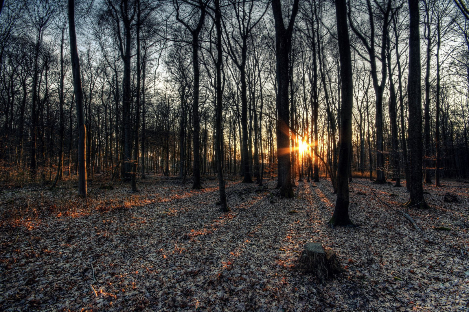 Sonnenuntergang im Wald