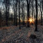 Sonnenuntergang im Wald