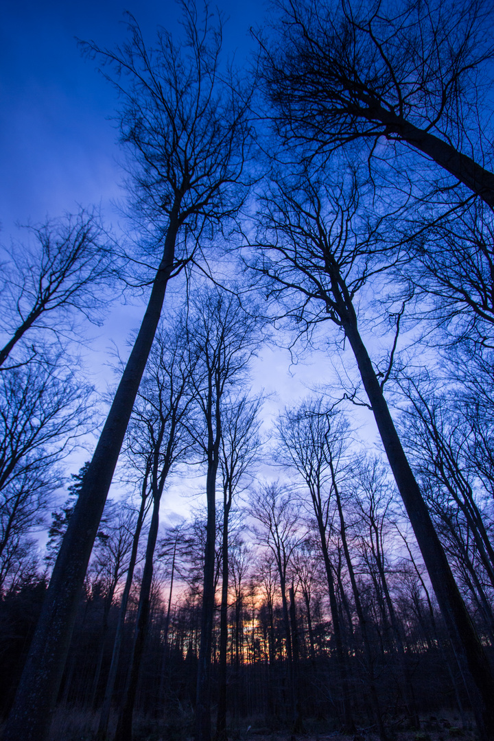 Sonnenuntergang im Wald