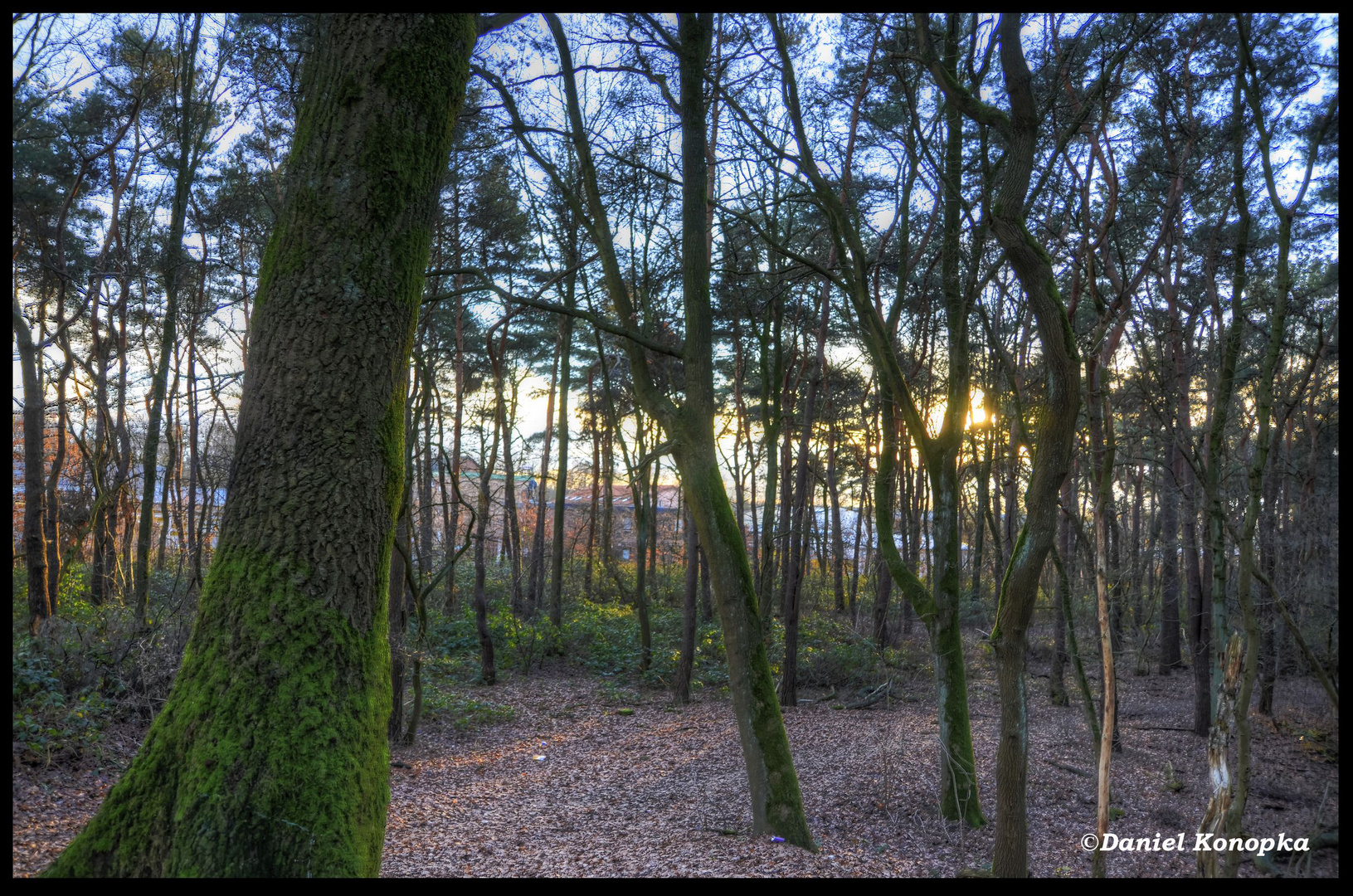 Sonnenuntergang im Wald